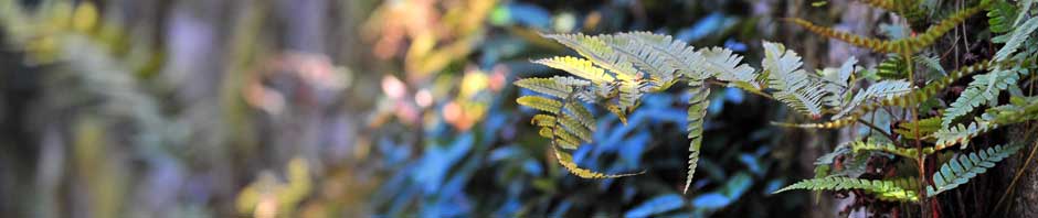  Borns IT- und Windows-Blog