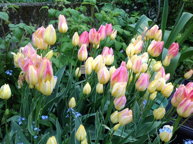 Tulpen im Garten