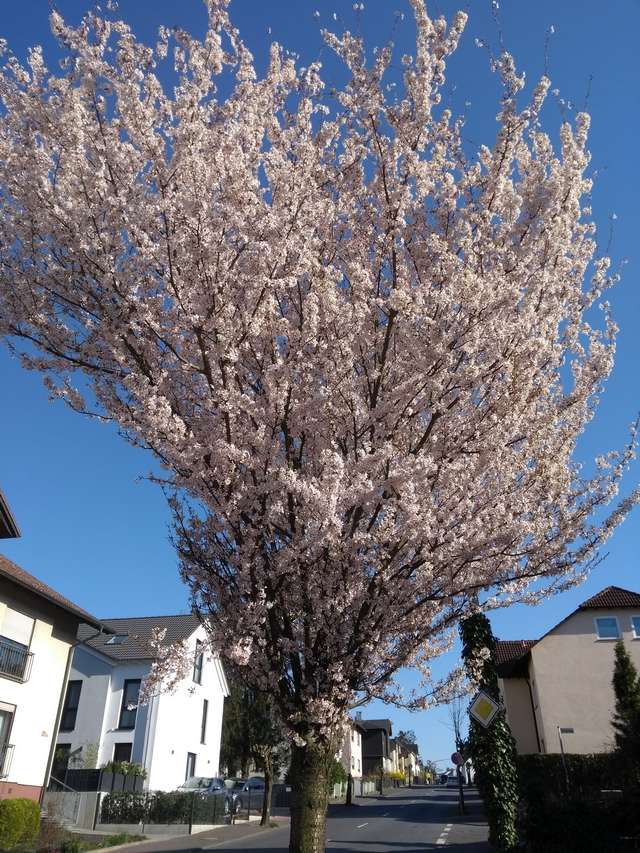 Frühling 2020: Zierkirsche