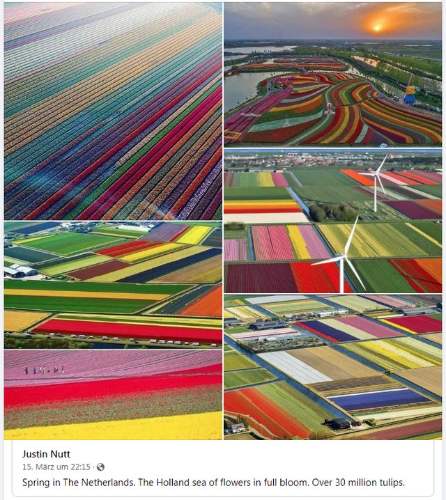 Tulpenblüte in Holland aus der Luft, 15. März 2022