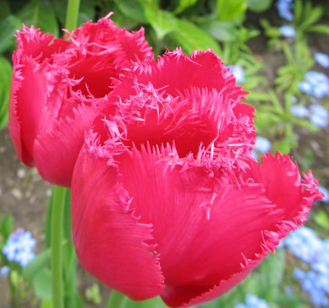 Tulpen 21.5.2021 