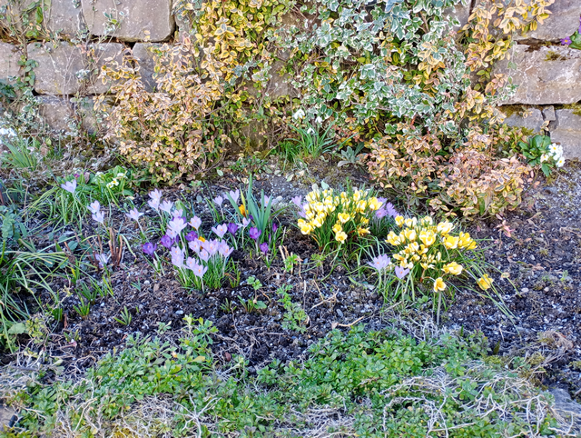 Krokusse im Garten